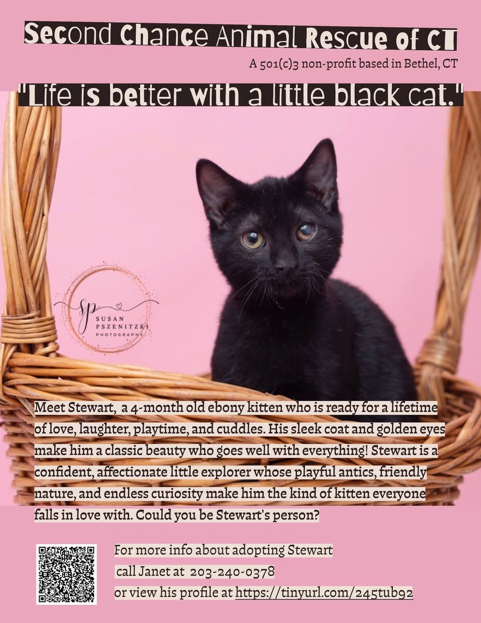 Beautiful affectionate kitten for adoption