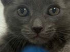 Beautiful affectionate Russian Blue mix kitten for adoption