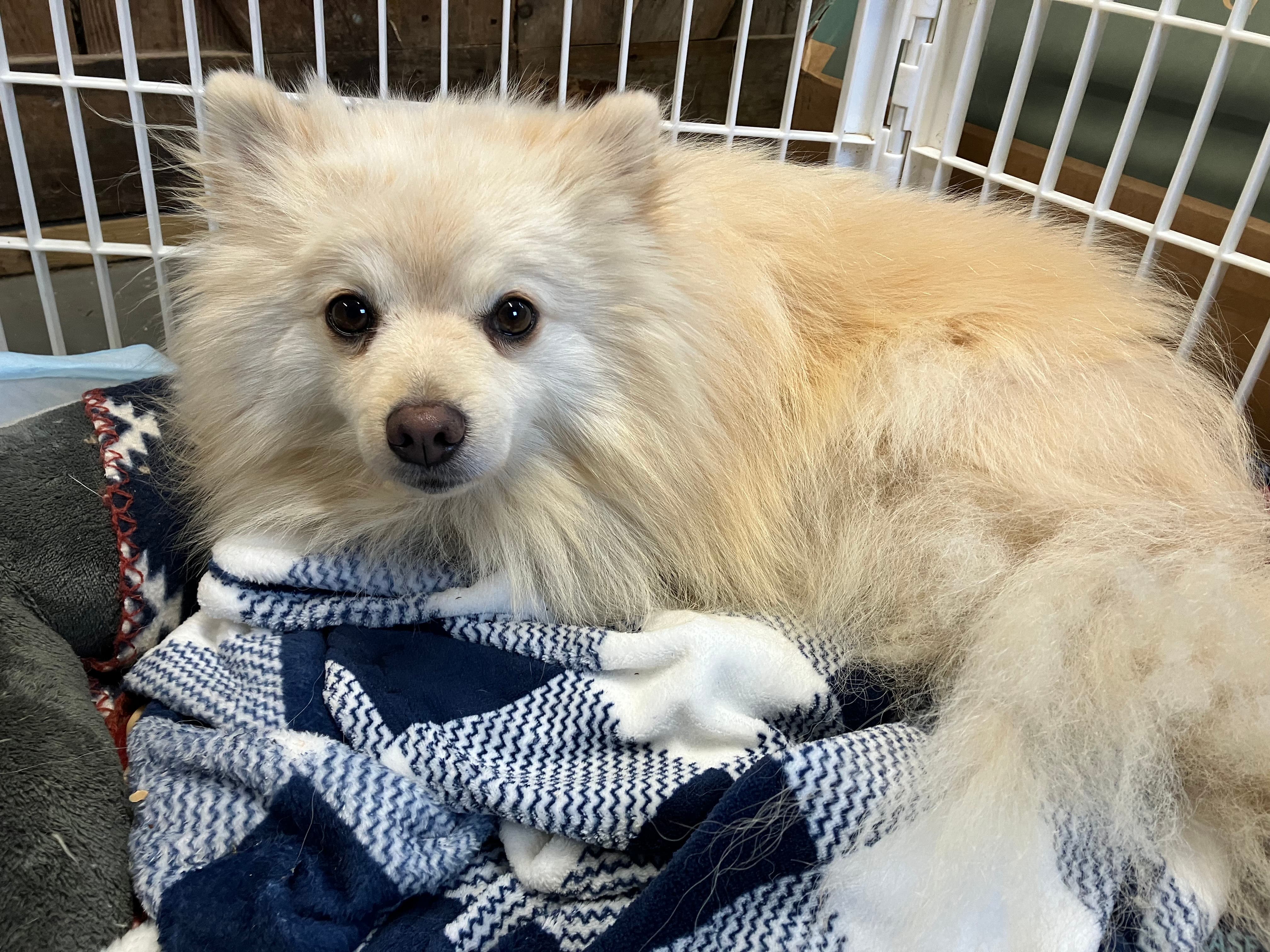 Lost Dog