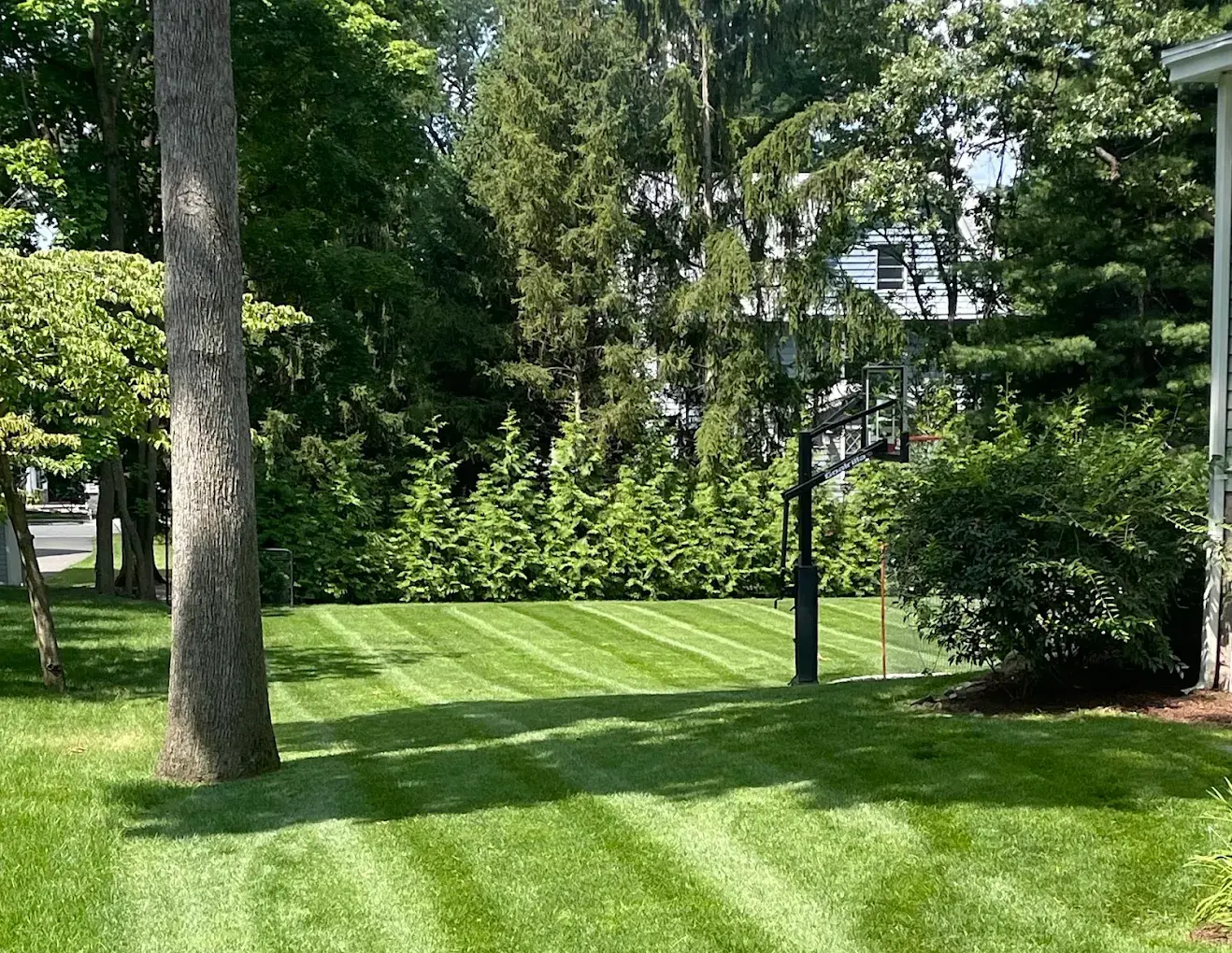 Shrub & Hedge Trimming in North Jersey - Alpha Lawn & Garden