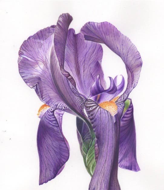 Realistic Painting in Watercolor Class