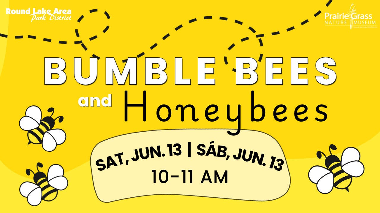 Bumble Bees and Honeybees