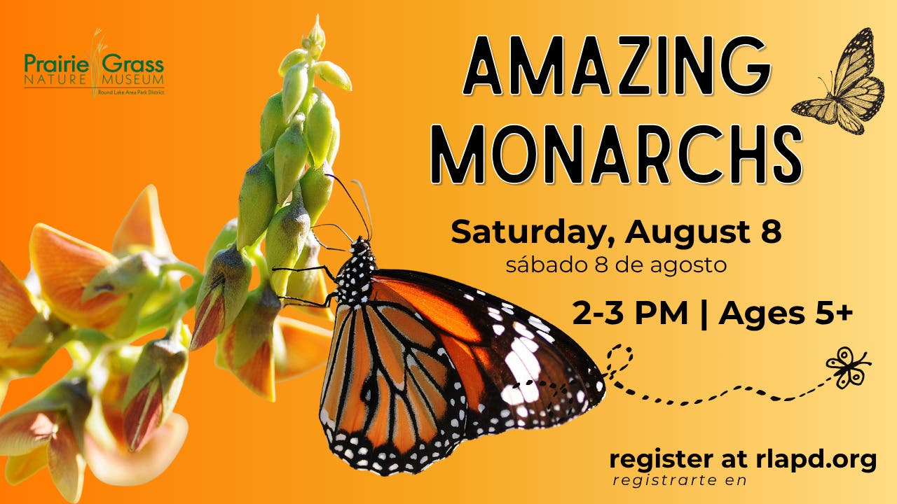 Amazing Monarchs