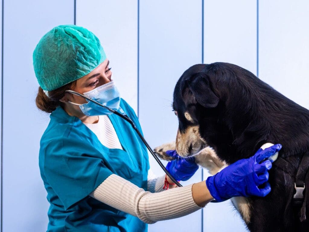 Mental Health Treatment for Veterinarians | Friendly Recovery