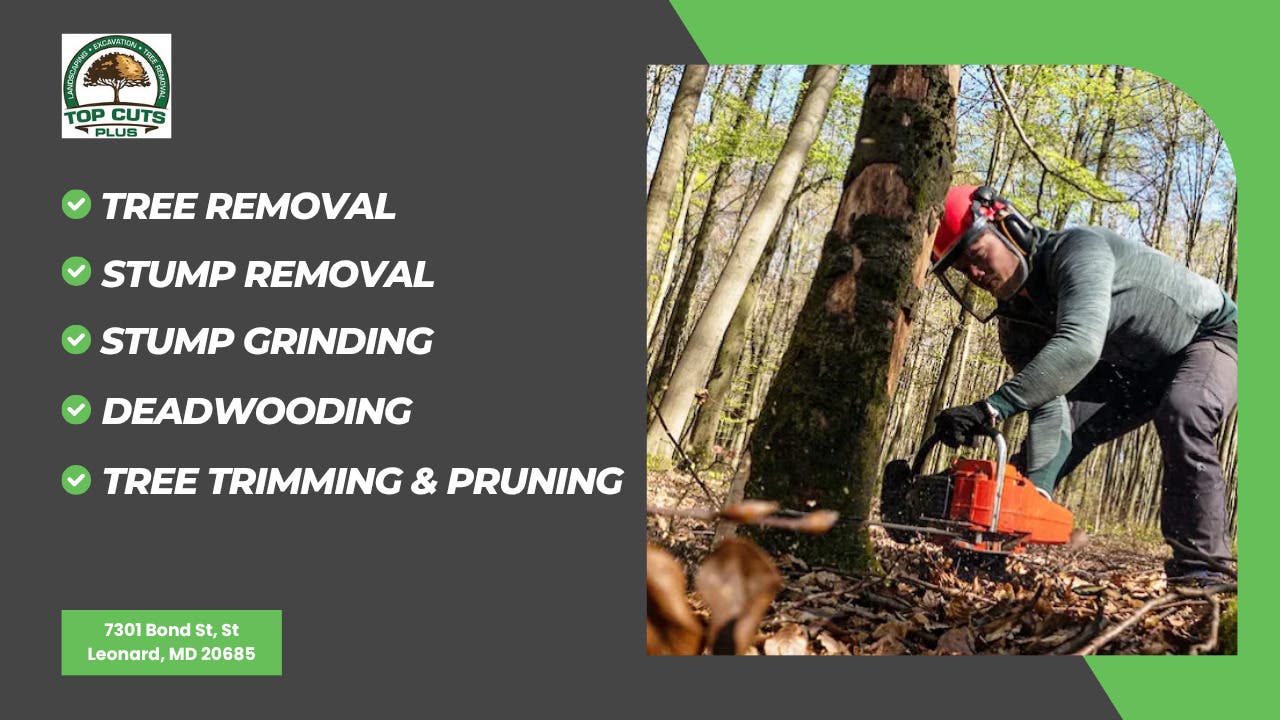 What Southern Maryland Homeowners Should Know About Tree Roots After Stump Grinding
