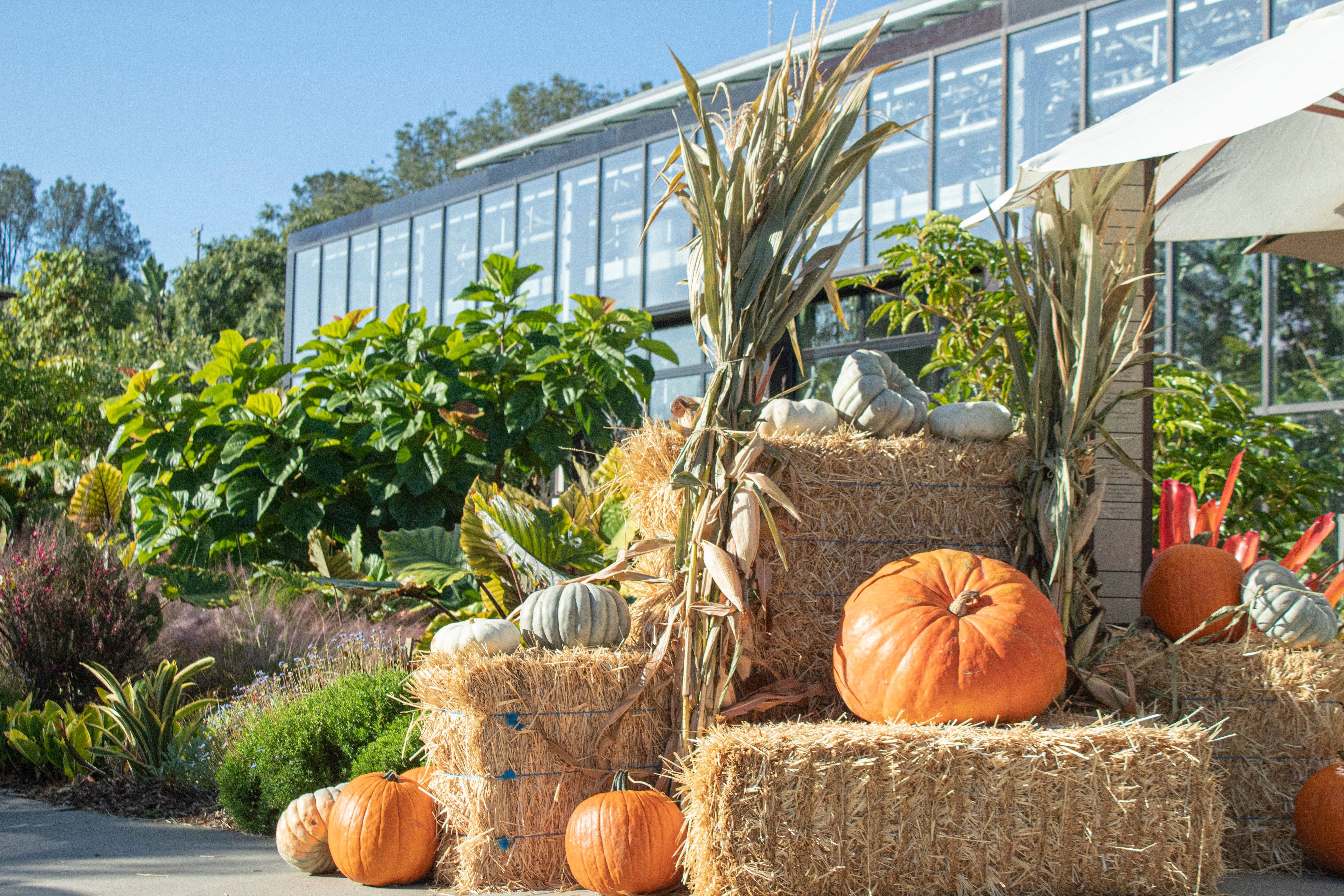 Fall Festival at the San Diego Botanic Garden
