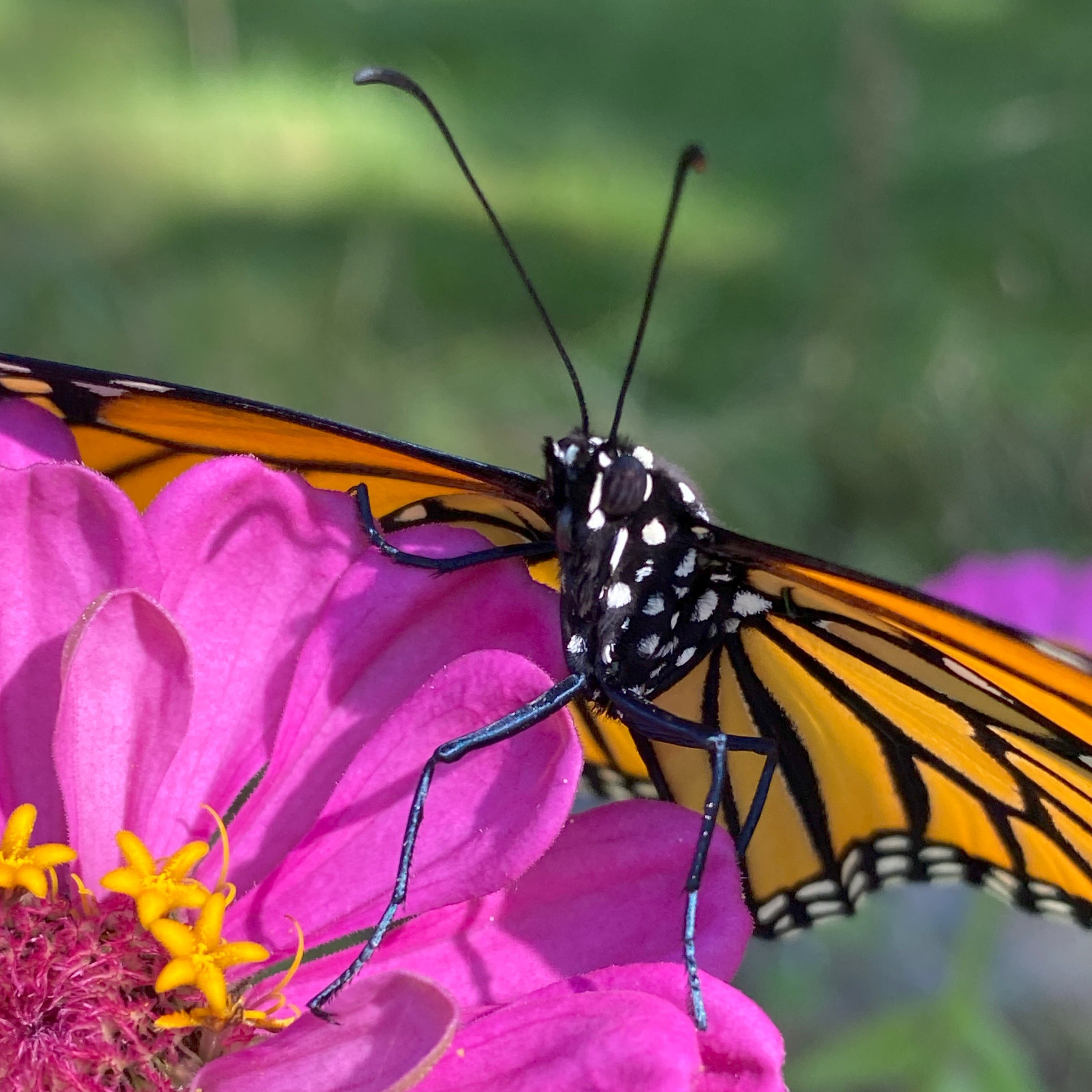 13th Annual NH Monarch Festival