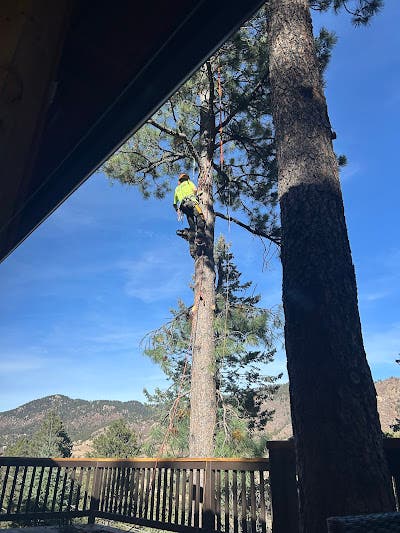 Why Colorado Springs Homeowners Are Turning to Hawk Tree Service for Reliable Tree Care