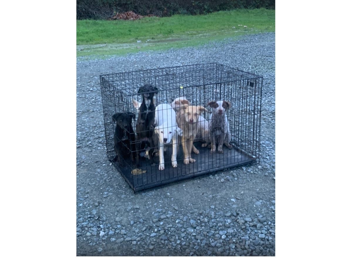 Police found seven puppies locked inside an abandoned zip-tied crate. 