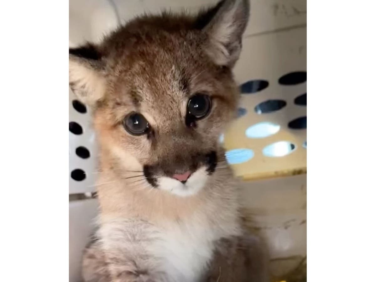 A rescued mountain lion cub (above) is now mending at Sonoma County Wildlife Rescue and will be released when it is big enough.