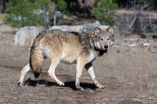 Wolf Collared Movement Five Gray Wolves Collared To Track Expanding Packs: Watch | Healdsburg ...