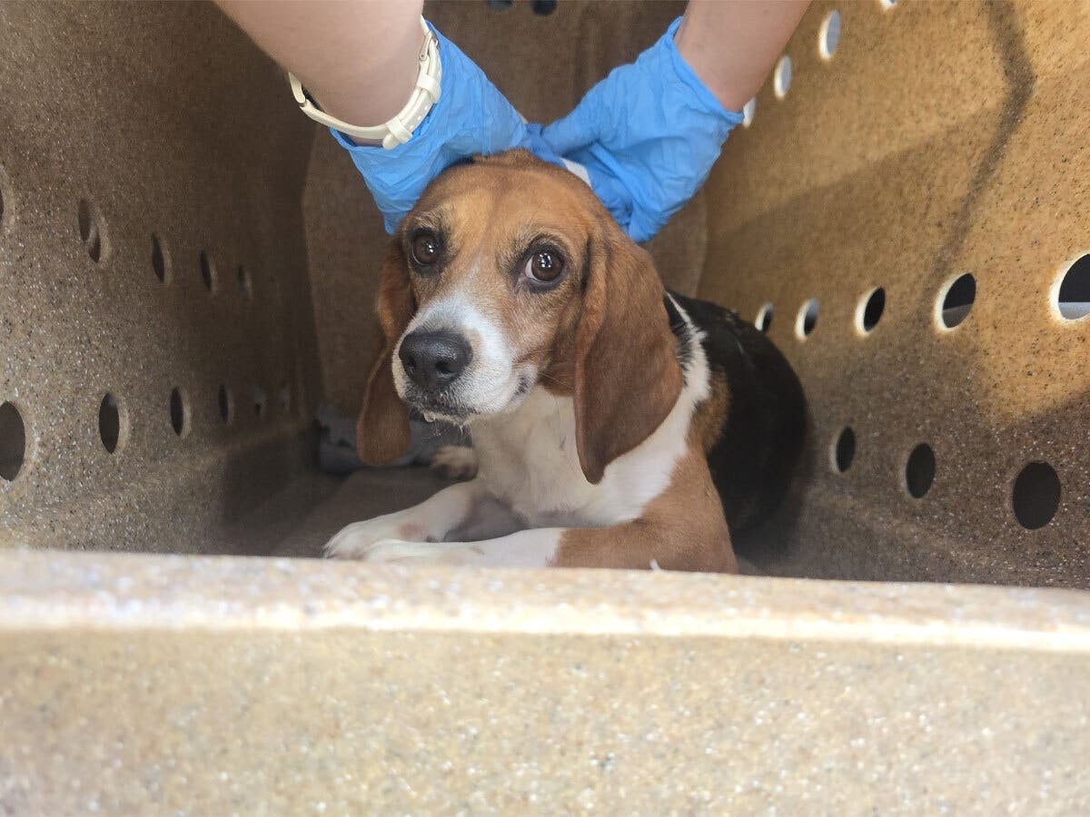 One of the 8 Beagles that grew up in a research lab and were released to Joybound People & Pets. Just stepping onto grass, being with other dog breeds, and playing with toys were new experiences. Four have been adopted, another four await a new home. 