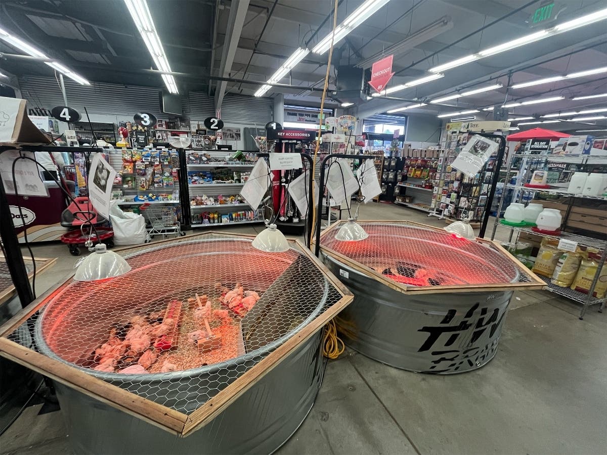 A soft chorus of peeps inside Garrett Ace Hardware in Healdsburg stopped shoppers who stared, surprised, at the fluffy yellow and white chicks near the info booth. 