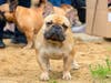 Public tips and Flock surveillance footage helped investigators identify two people accused of abandoning a French bulldog tied to a fence along a popular Rohnert Park creek path, but also challenges Flock 'vehicle-only' claims by authorities. 