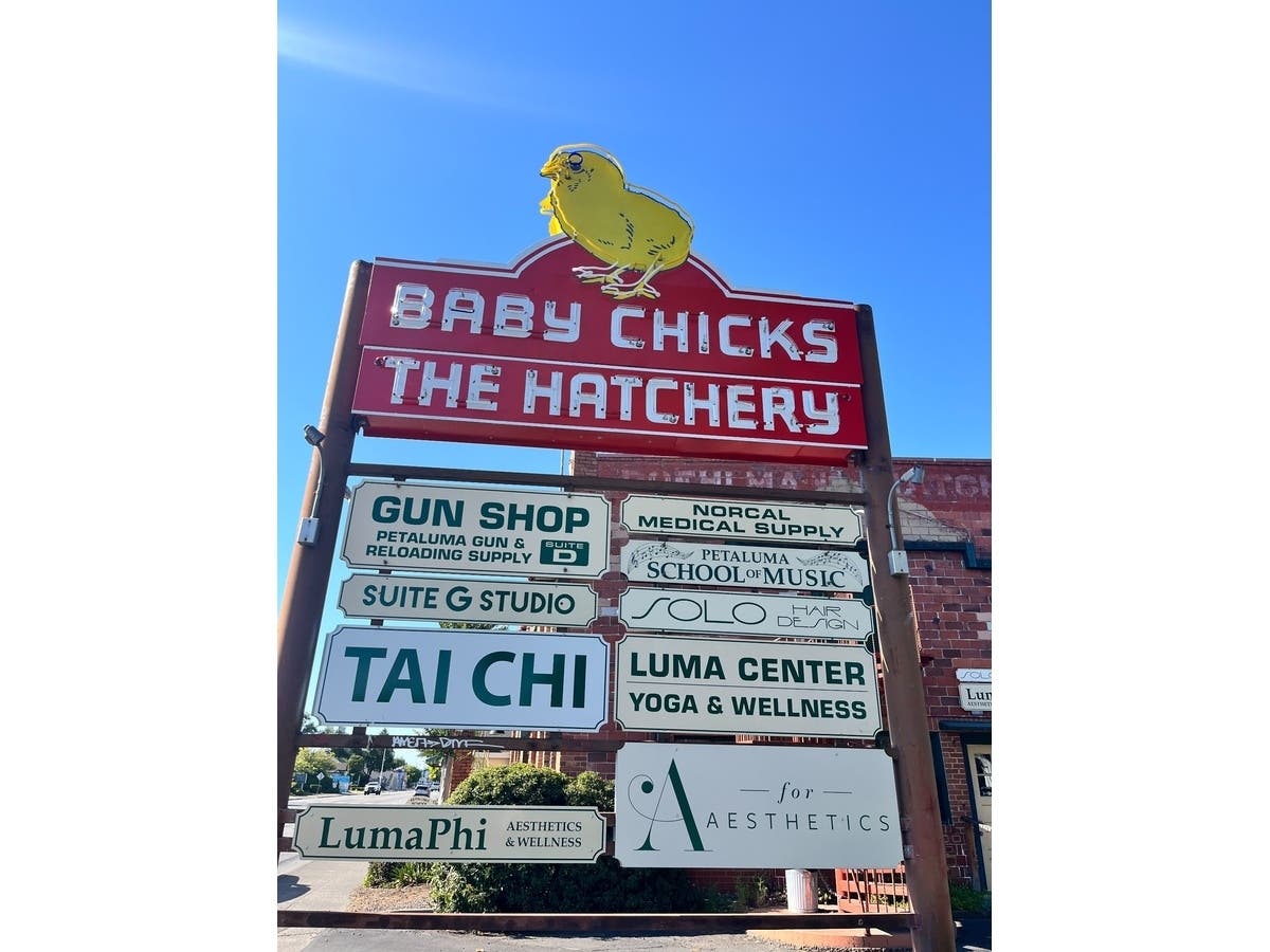 After years, the iconic Petaluma hatchery chick sign shines again thanks to a fundraising campaign, local businesses, artists, sign professionals, and hundreds of community supporters.