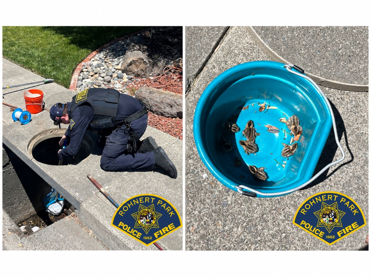 Stranded baby quail were rescued from a storm drain, and each chick returned to the nest, with the help of Rohnert Park police and neighbors.