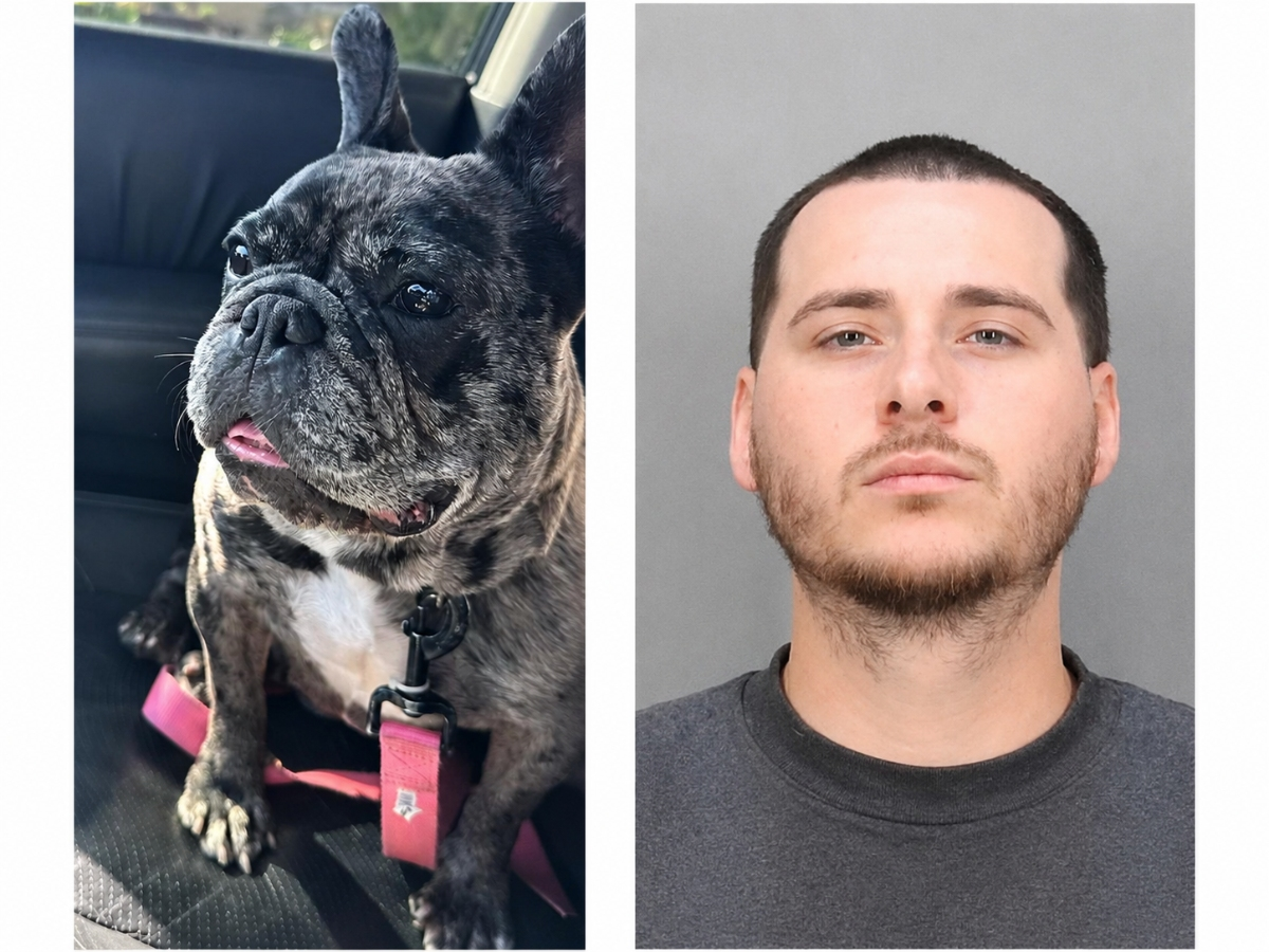 Lady, a gray French bulldog with a distinctive pink scar under her chin, remains missing despite an arrest in the case (above). 