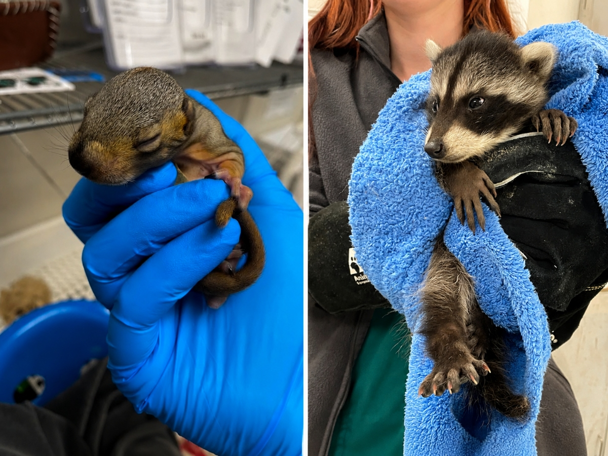 Every donated egg, heating pad, or bag of pet food helps wildlife caregivers nurse orphaned and injured animals back to health.