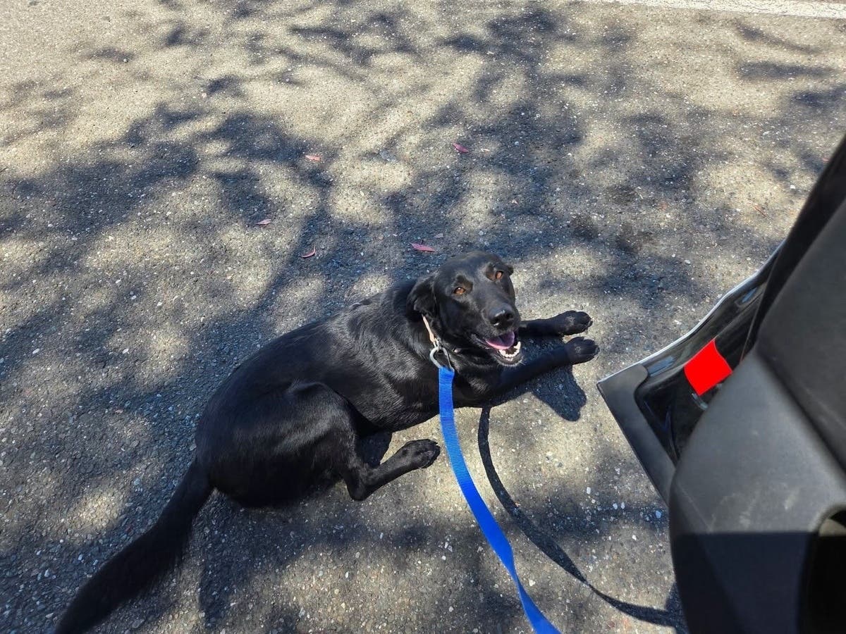 A loose dog dodged traffic on Petaluma Hill Road before an officer, a helpful passerby, and a microchip turned a dangerous situation into a happy reunion.