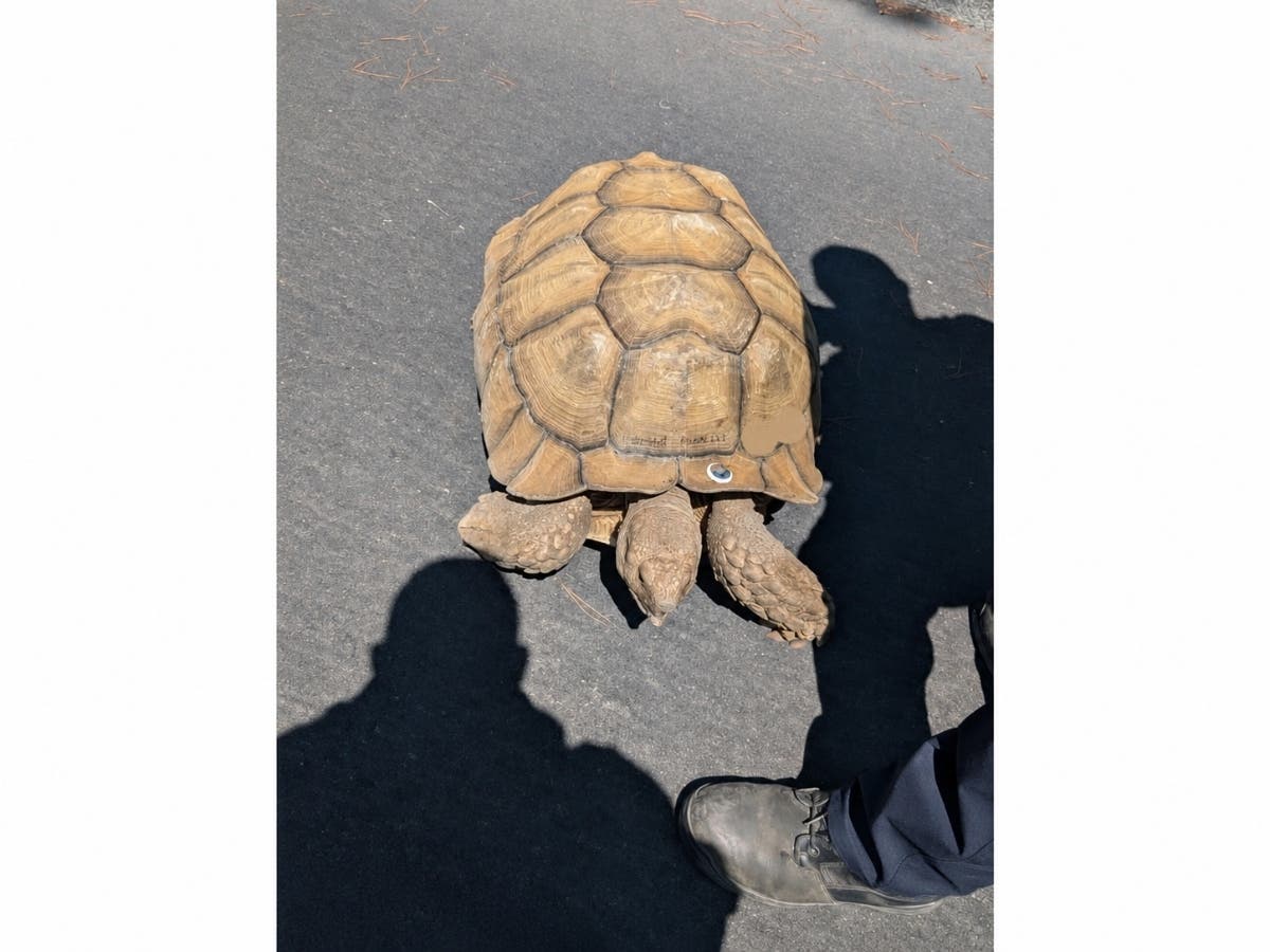 Police reunited a runaway tortoise with his family after his slow-speed escape led him to Camino Pablo.