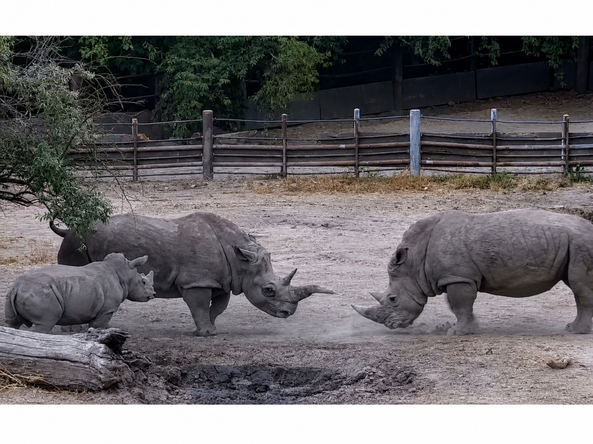 The first shared-habitat introduction at the Safari West wildlife preserve brought an adult male rhino face-to-face with rhino mom Eesha and her calf.