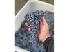 Cabernet Franc grapes grown by Lopez Family Vineyards in Geyserville, where the family is turning fruit once sold to other wineries into wines under its own label.