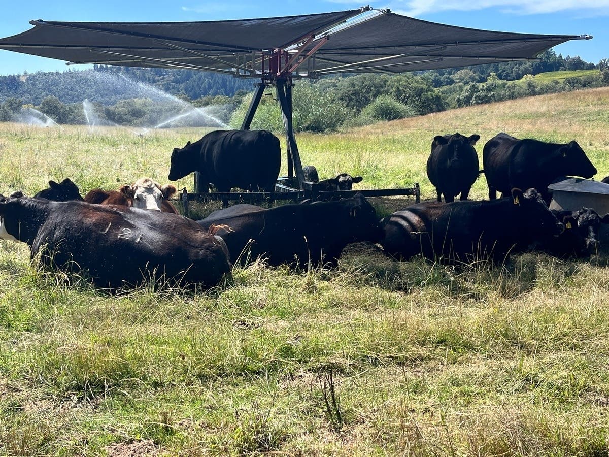 Shone Farm Residents Weather Hot September Afternoon: Photo Of The Day