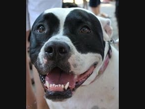 A veterinary examination of an injured puppy led investigators to its owner and a $50,000 arrest warrant.