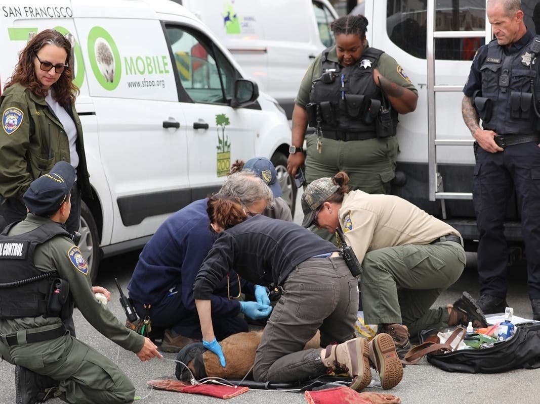 A mountain lion captured Friday morning in San Francisco.