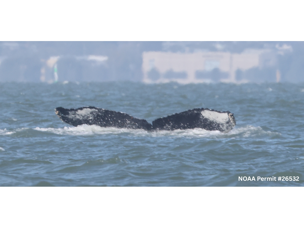 An adult humpback whale, named Rio, appeared on Sept. 15 and continued traveling through the Bay and into the Sacramento-San Joaquin Delta. Now Rio appears to have turned back west and, experts and fans hope, west toward the open ocean.