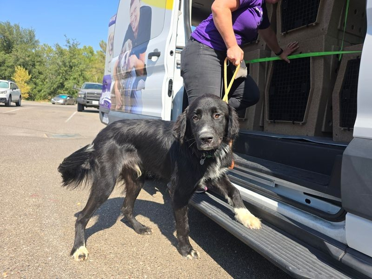 A trip to bring animals from a shelter partner now costs more before Joybound’s vehicle reaches the road.