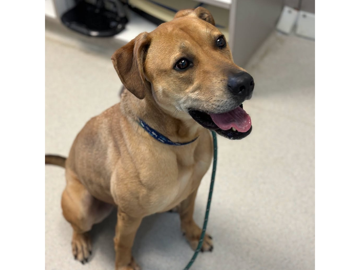 Rohnert Park Animal Services is asking for donations to help families struggling to feed their pets. Goose (above) and other shelter canines and felines are provided for separately. with municipal funds rather than donations.