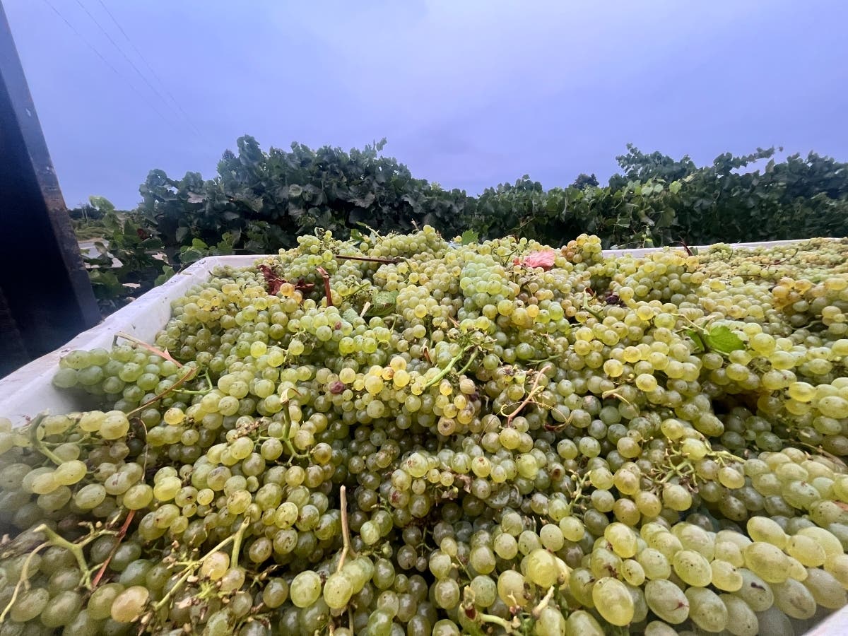 A second winery was meant to help the sixth-generation family business grow. What happens to it now will decide the future of an iconic winery and wine.