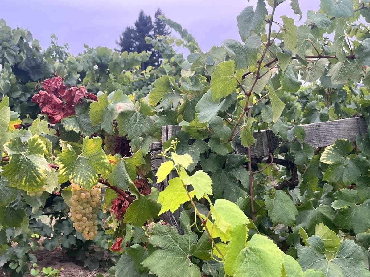 A Calistoga tasting room came within one spot of the national title.