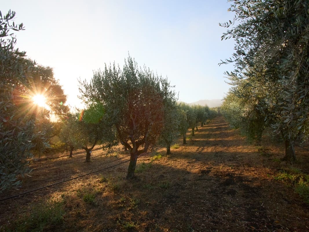 The harvest sets the scene: Visitors may catch olives being picked or fresh oil emerging from McEvoy Ranch.