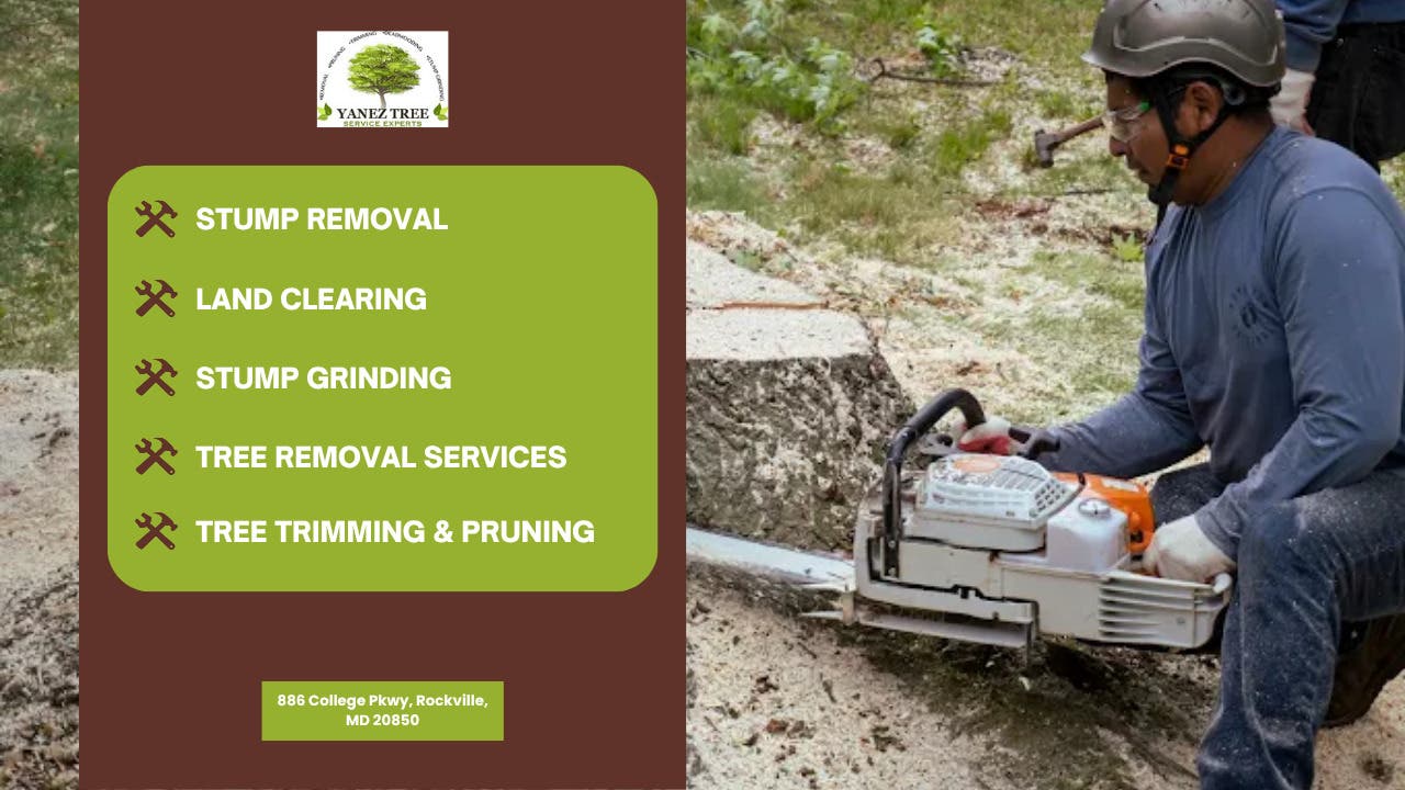 Stump Removal vs. Stump Grinding: What Olney, MD Homeowners Should Know