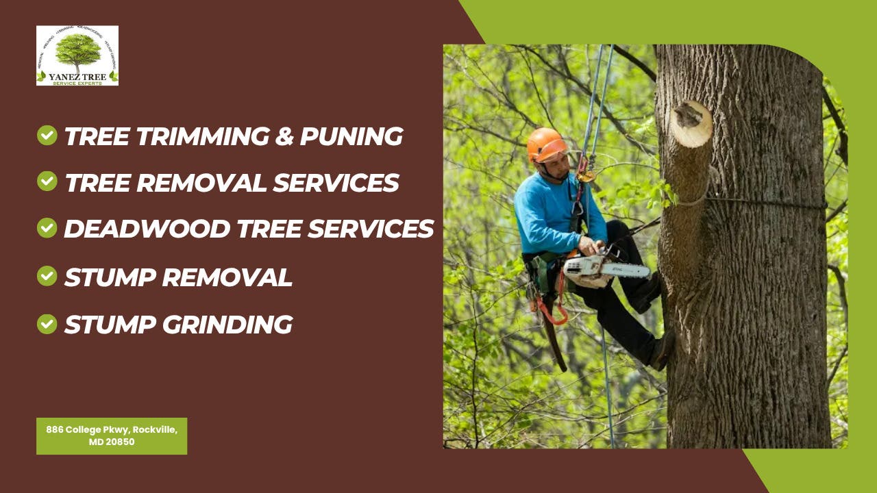 How Rockville Homeowners Can Prepare Their Trees for Summer Storm Season