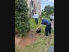 Blakehurst Senior Living Community planted a new Foster holly tree on Arbor Day.
