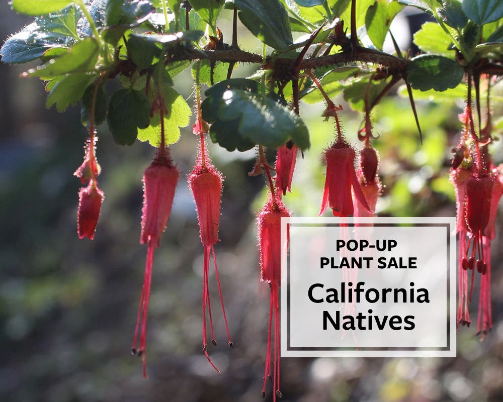 California Natives: Pop-Up Plant Sale