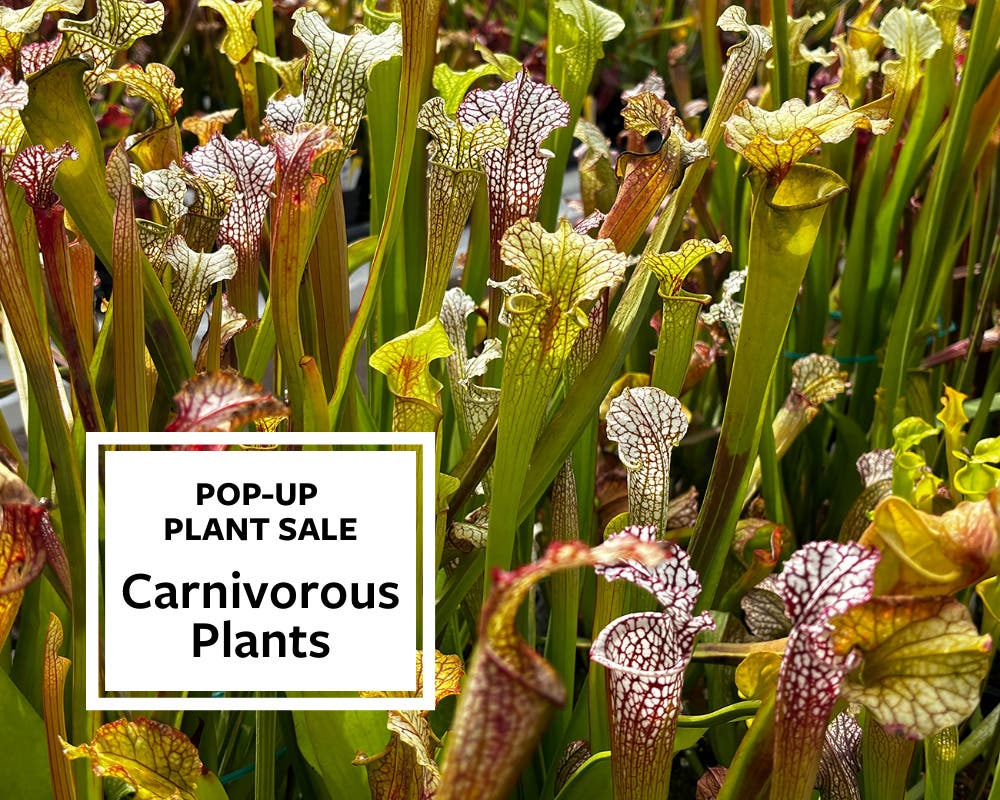 Carnivorous Plants Pop-Up Sale