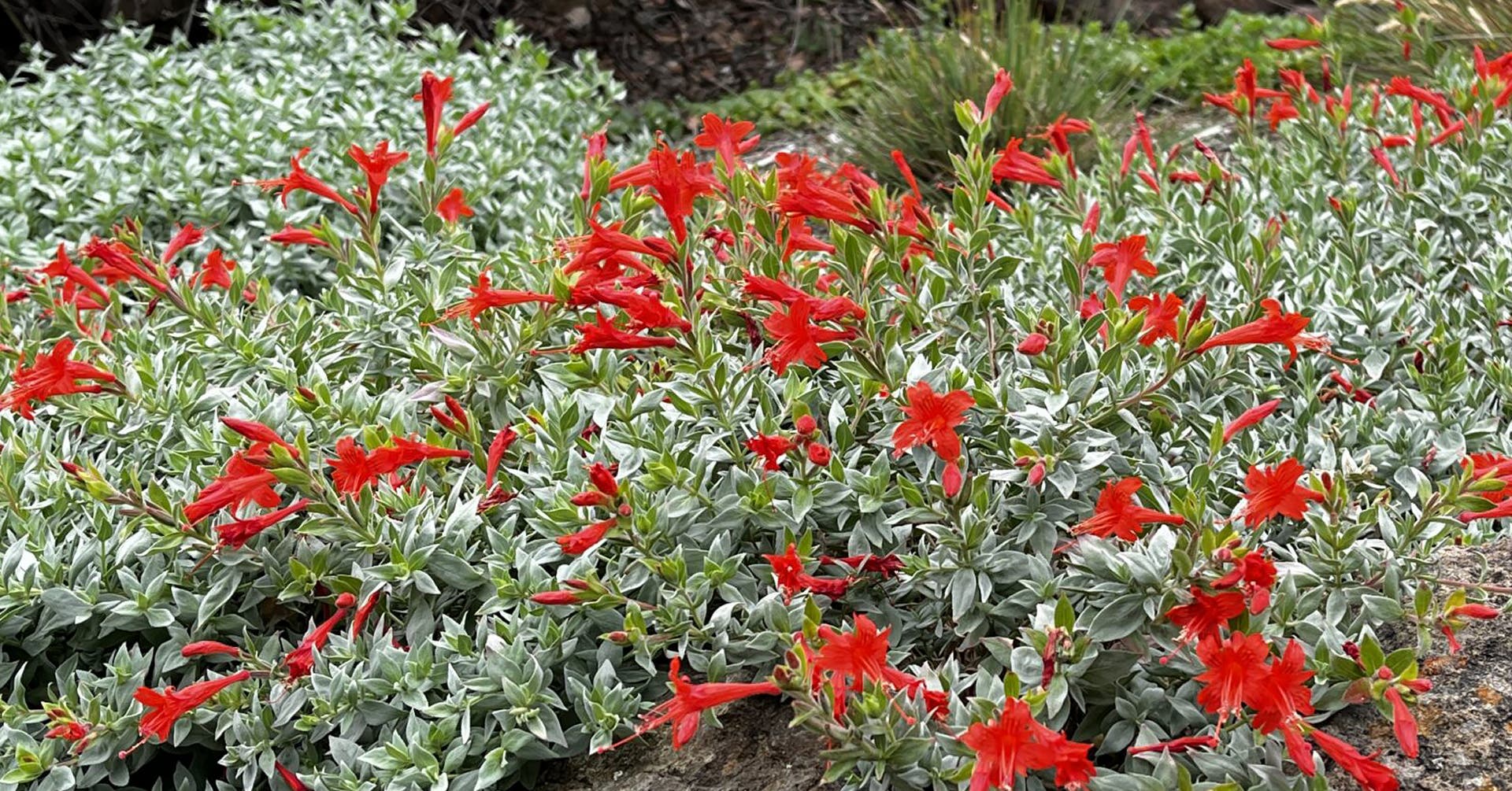 The California Native Garden