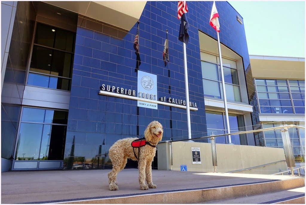 Service Dog School of America