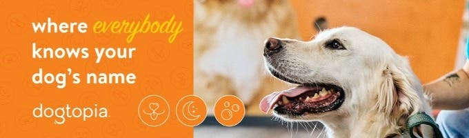 Dogtopia of Cranberry