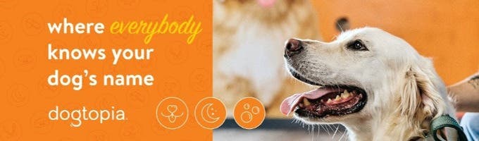 Dogtopia of Downers Grove