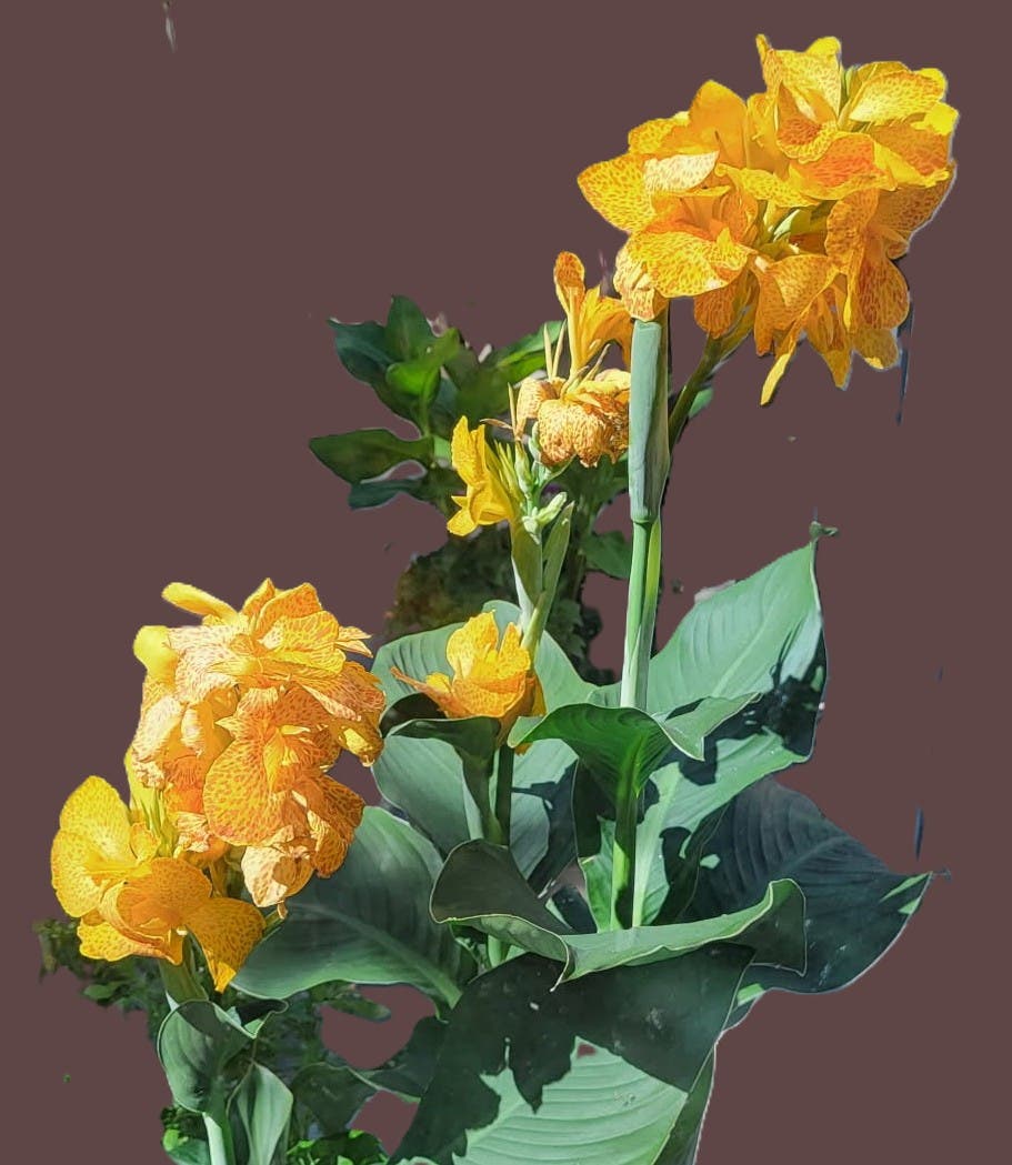 Forcing Summer Bulbs