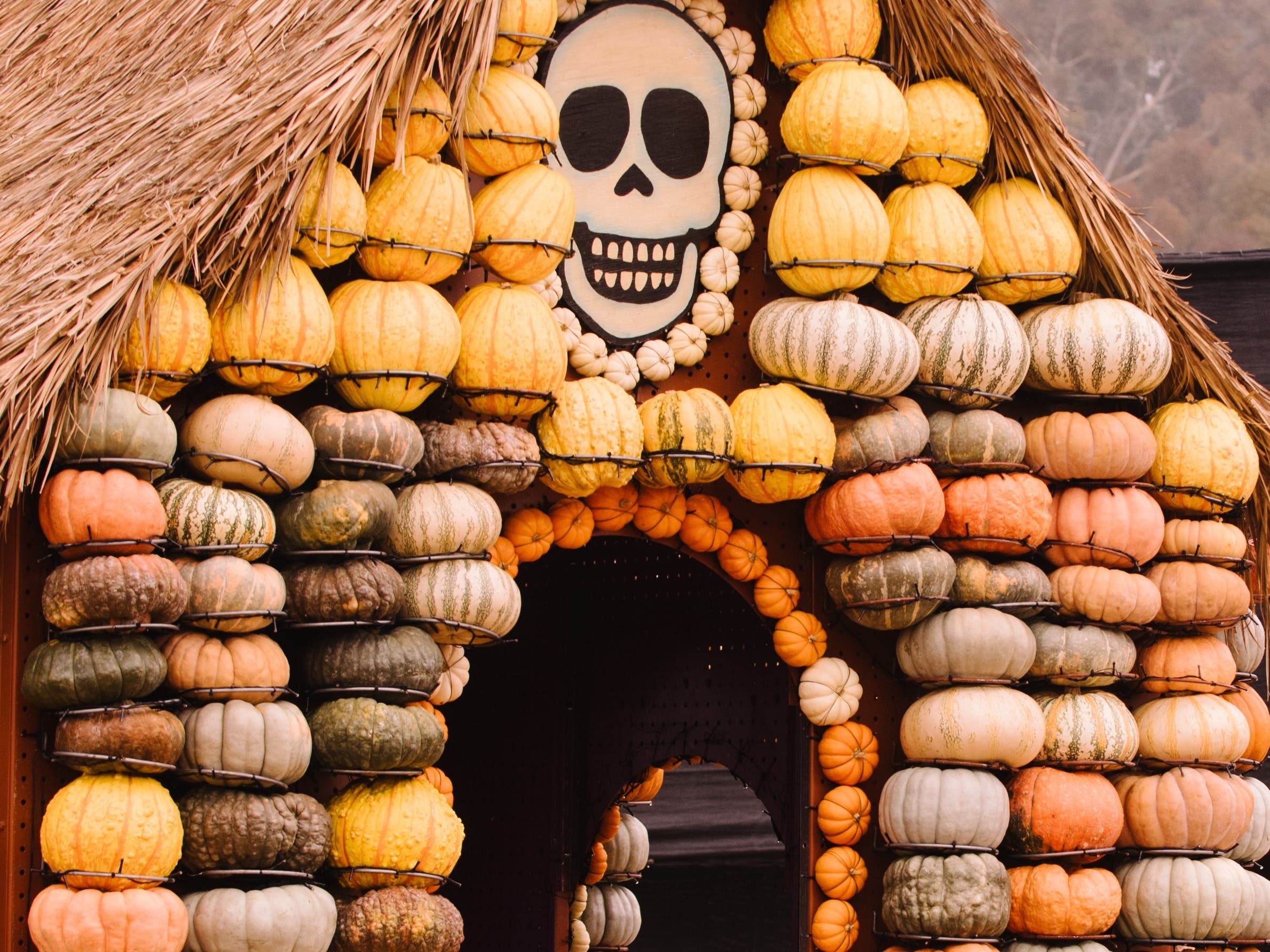 Mr. Bones Pumpkin Patch