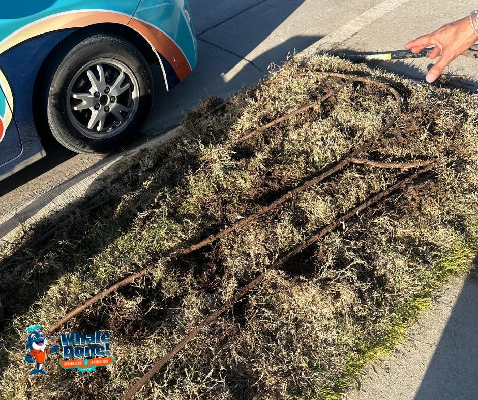 Hidden Lawn Leaks Can Waste Water—Here’s What to Look For 💧🌱