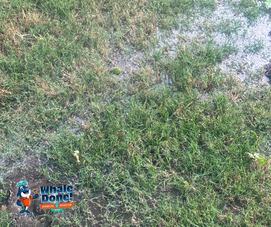 Soggy Spot in Your Yard? It Could Be Your Sprinkler System 💧🌱
