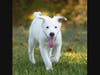 Callie, Puppy Alumni from GSARC