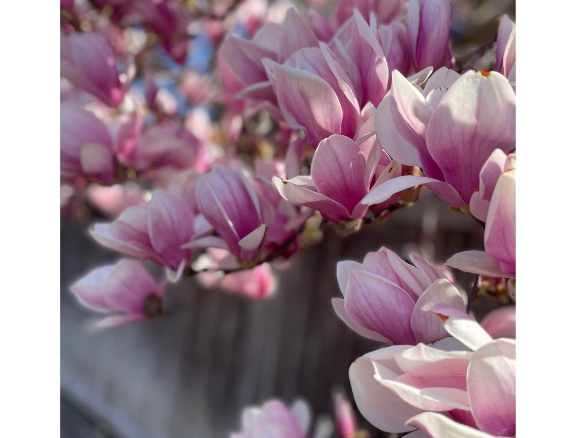 Where To See Cherry Blossoms On Long Island This Spring